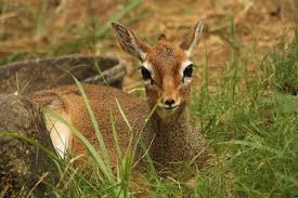 This feature is present in: Antelopes Little Rock Zoo