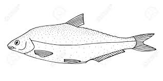 This is the new ebay. Vimba Bream Vimba Vimba Asian Freshwater River Fish Black And White Hand Drawing Realistic Vector Image Lizenzfrei Nutzbare Vektorgrafiken Clip Arts Illustrationen Image 148095825