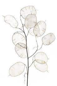 Silver Dollar Plant Seeds Lunaria Annua Albiflora Etsy Silver Dollar Plant Dollar Plant Flower Art