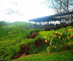 People work on a tea plantation in thailand. Boh Tea Plantation Must Visit In Cameron Highlands Picture Of Cameron Highlands Resort Tanah Rata Tripadvisor