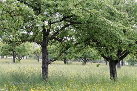 We'd like to take a large portion of this and turn it into a fruit/but tree orchard of all kinds of varieties for our own enjoyment. Orchard Fruit Trees Tree Free Photo On Pixabay