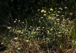 Image result for Helichrysum panduratum