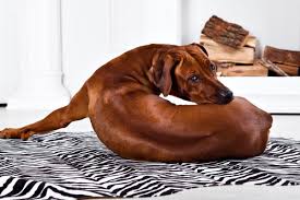Maybe you would like to learn more about one of these? Qualzucht Bei Hunden 10 Hunderassen Die Leiden Mussen Partner Hund Herz Fuer Tiere De