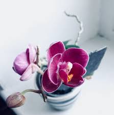 Check spelling or type a new query. 7 Fragrant Plants To Perfume Your Home Naturally