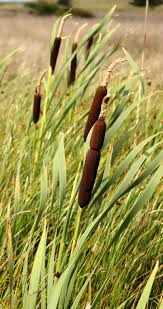 Image result for Typhaceae