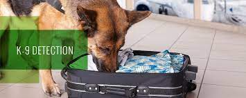 Bed bug exterminators in austin, texas. K9 Inspection For Bed Bugs Pest Management Austin