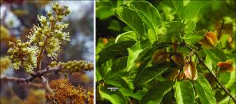 Image result for Combretum apiculatum