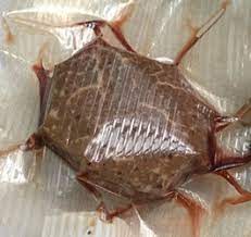 Why Does Red Meat Turn Brown When Vacuum Sealed