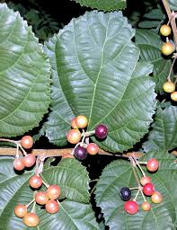 Image result for Grewia arborea