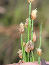 Image result for Eleocharis geniculata