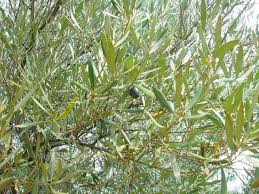 Image result for Olea