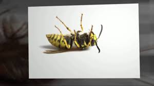 Pest control services top services with user reviews and recommandations near stephenville (tx). Pest Control Services Stephenville Tx Allstar Pest Professionals