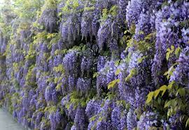 Welche Pflanzen Als Sichtschutz Zum Nachbarn Wahlen In 2020 Climber Plants Climbing Plants Plants