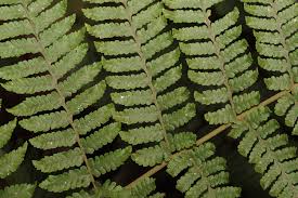 Image result for Ctenitis