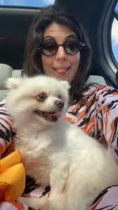 Disabled dog due to be 'sold for meat' finds forever home 4,800 miles away 