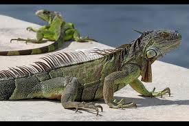 In conclusion, the best thing to feed your iguana is a salad that you prepare yourself. Video Shows Iguana Trying To Rescue Fellow Iguana As Peacock Looks On And Other Iguana Tales Chicago Tribune