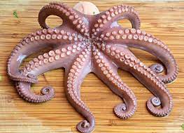 Maybe you would like to learn more about one of these? Polpo Polpessa Piovra Moscardino Differenze Ilcuocoincamicia Com