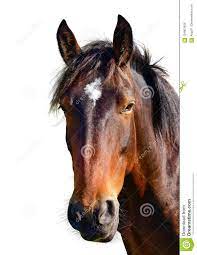 Horse Head Google Kereses Brown Horse Art Horses Brown Horse