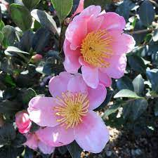 Pink A Boo Camellia Shade Garden Design Yuletide Camellia Bloom