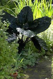 Alocasia Upright Plumbea Nigra Ships In Spring Elephant Ear From Adr Bulbs
