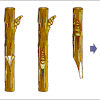 Grafting has been important in flowering research. Grafting In Rose Diagram