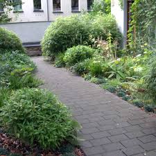 Image result for Shibataea kumasasa