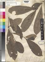 Image result for Callichilia