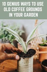 10 Genius Ways To Use Old Coffee Grounds In Your Garden In 2020 Coffee Grounds Home Vegetable Garden Low Maintenance Garden Design