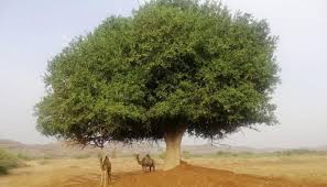 Image result for Dobera