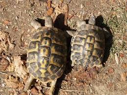 Difference Entre Male Et Femelle Femell11 Tortoise Turtle Cute Turtles Turtle Homes