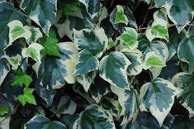 15 Different Types Of Ivy Plus Essential Facts Types Of Ivy Ivy Plants Hoya Plants