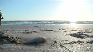 Jun 09, 2021 · the organism responsible for the toxic red tide bloom is once again present in pinellas county. Red Tide Effects Hitting Some Tampa Bay Area Beaches