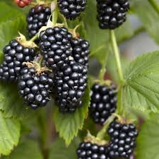Buy Rubus Occidentalis Black Jewel Best Value For Money Gardens4you