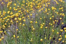 Billy Button Flowers Pycnosorus Globes Craspedia Globus 30 40cm High Full Sunlight Or Light Shade Access To Ample Mo Billy Buttons Button Flowers Craspedia