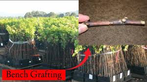 Image result for graft grape vines