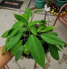 We did not find results for: Philodendron Temptation Is It True Or Not Philodendron Temptation Is Just Local Name Because Of Its Familiar Look To Everyone And It Is Broad Term In Many Species Of Common Green Philodendron Juvenile