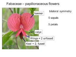 Image result for Fabaceae subfamily Papilionoideae