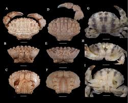 Image result for Exochaenium gracile