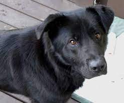 Labrador Chow Mix Breed Info Characteristics And Pictures Animalso