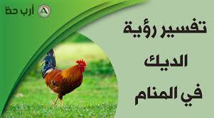 تفسير حلم البومة وهجومها و مطاردتها للحالم ومعنى قتلها في الحلم ارب حظ