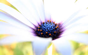 Read our tips on how a white sheet of paper or foam board can reflect light, creating a fill effect. Macro Tiny White Flower Wallpapers Wallpaper Cave