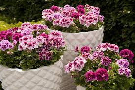 Képtalálat a következőre: „angol”