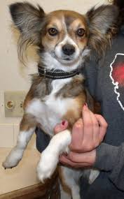 Astounding quality pembroke welsh corgi puppies, very happy, healthychunky pups. Papillon Corgi Mix Dog