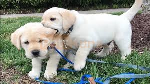 The reason is due to the lack of golden retrievers who need our help domestically. Labrador Retriever Puppies Cleveland Ohio