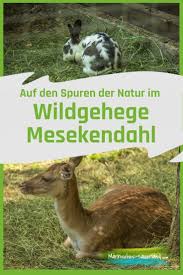 Wildgehege Mesekendahl Im Markischen Sauerland In 2020 Sauerland Wildgehege Ausflug