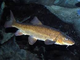 Another Important Type Of Fish Are Known As Biny Fish These Fish Are Easily Identified By The Barbels Or Whisker Type Flesh That Fish Fish Breeding Fish Pet