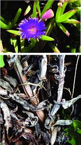 Image result for Carpobrotus