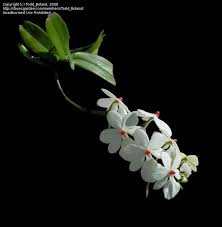 Image result for Aerangis stelligera