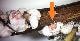 Although scale can be damaging, professional certified arborists can help stop them in their tracks and prevent them from destroying your trees & shrubs. Crapemyrtle Bark Scale Acanthococcus Eriococcus Lagerstroemiae