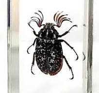 Las mejores ofertas en Resina de insectos | eBay